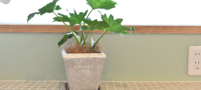 断熱性能が決め手