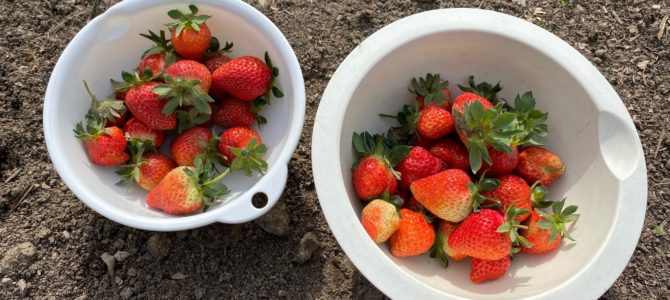 本日から通常営業です♪ 本日から通常営業です♪