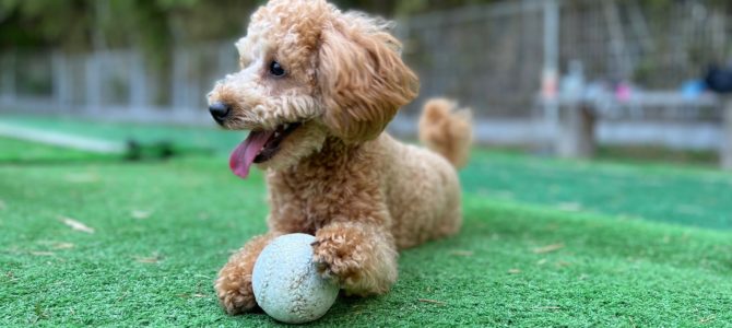 本日から通常営業です♪ 本日から通常営業です♪