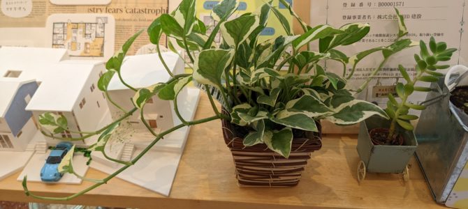 観葉植物からのフィトンチッド