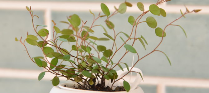 SEEDに決めた理由