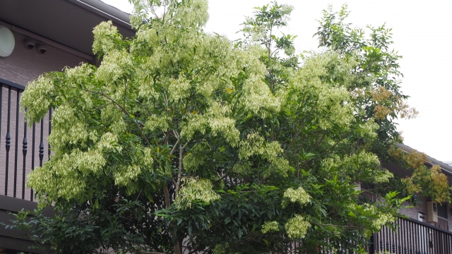 シマトネリコ　庭に植えるのに要注意な植物　大阪富田林市の工務店SEEDHOME