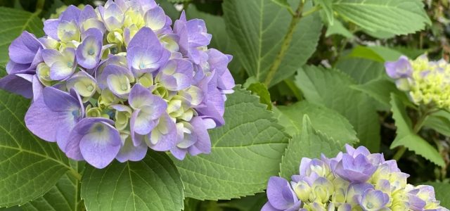 植える前に知っておくべき植物？？