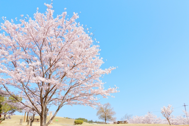 桜　庭に植えるのに要注意な植物　大阪富田林市の工務店SEEDHOME