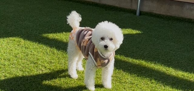 ペットにも優しいお家づくり