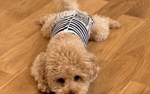 高性能なお家とアパートの温度差の違い【第2弾】