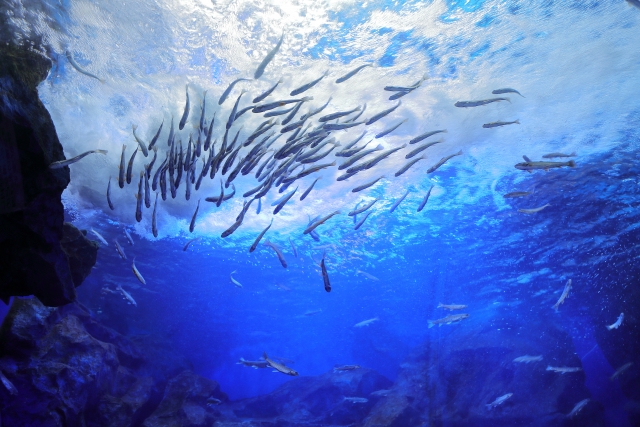 水族館